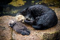 baby otter falls asleep on mom