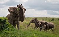 TopRq.com search results: angry elephant attacks a buffalo