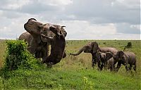 angry elephant attacks a buffalo