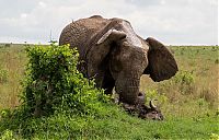 Fauna & Flora: angry elephant attacks a buffalo