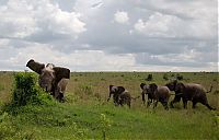 Fauna & Flora: angry elephant attacks a buffalo