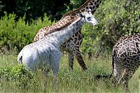white albino giraffe