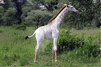 Fauna & Flora: white albino giraffe