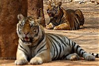 Fauna & Flora: Tigers temple, Bangkok, Kanchanaburi, Thailand