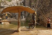 Fauna & Flora: Tigers temple, Bangkok, Kanchanaburi, Thailand