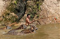 Fauna & Flora: Tigers temple, Bangkok, Kanchanaburi, Thailand