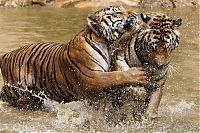 Tigers temple, Bangkok, Kanchanaburi, Thailand