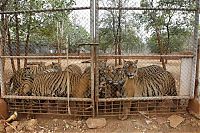 Fauna & Flora: Tigers temple, Bangkok, Kanchanaburi, Thailand