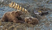 Fauna & Flora: bear against an eagle