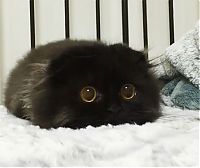 TopRq.com search results: scared little black kitten