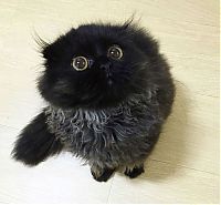 Fauna & Flora: scared little black kitten