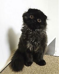 scared little black kitten