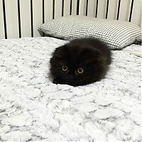 TopRq.com search results: scared little black kitten