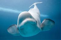 TopRq.com search results: whale cetaceans