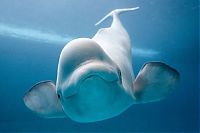 Fauna & Flora: whale cetaceans