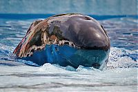 TopRq.com search results: whale cetaceans