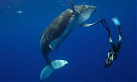 Fauna & Flora: whale cetaceans