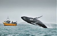 Fauna & Flora: whale cetaceans