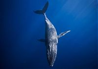 TopRq.com search results: whale cetaceans