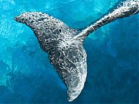 Fauna & Flora: whale cetaceans