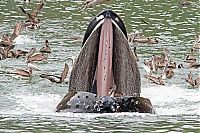 TopRq.com search results: whale cetaceans