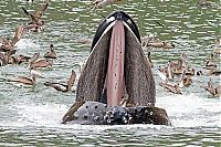 Fauna & Flora: whale cetaceans