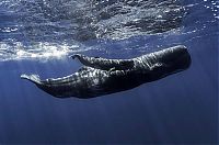 Fauna & Flora: whale cetaceans