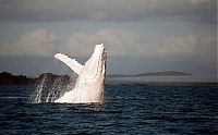 Fauna & Flora: whale cetaceans