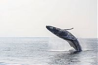 TopRq.com search results: whale cetaceans