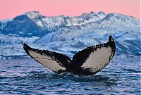 Fauna & Flora: whale cetaceans