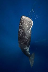 Fauna & Flora: whale cetaceans