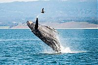 Fauna & Flora: whale cetaceans