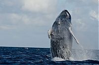 Fauna & Flora: whale cetaceans