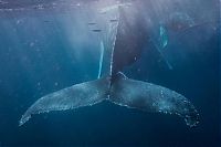 Fauna & Flora: whale cetaceans