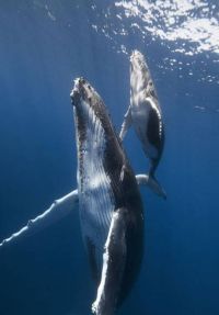 Fauna & Flora: whale cetaceans