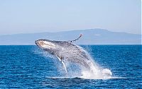 TopRq.com search results: whale cetaceans