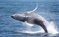 Fauna & Flora: whale cetaceans