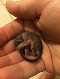 baby squirrel