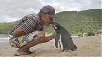 TopRq.com search results: Rescued penguin swims yearly thousands of miles to visit Joao Pereira de Souza