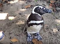 TopRq.com search results: Rescued penguin swims yearly thousands of miles to visit Joao Pereira de Souza