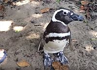 Rescued penguin swims yearly thousands of miles to visit Joao Pereira de Souza