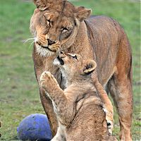 Fauna & Flora: lion cubs with a family