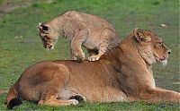 Fauna & Flora: lion cubs with a family