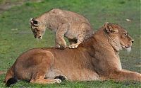 Fauna & Flora: lion cubs with a family