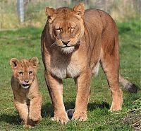 Fauna & Flora: lion cubs with a family