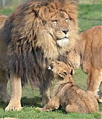 lion cubs with a family