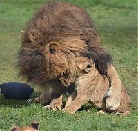 lion cubs with a family