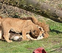 lion cubs with a family