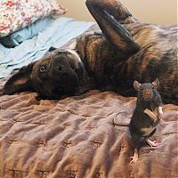 TopRq.com search results: cute rat with a dog