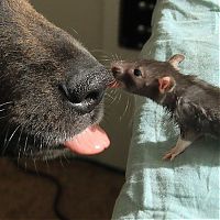 cute rat with a dog